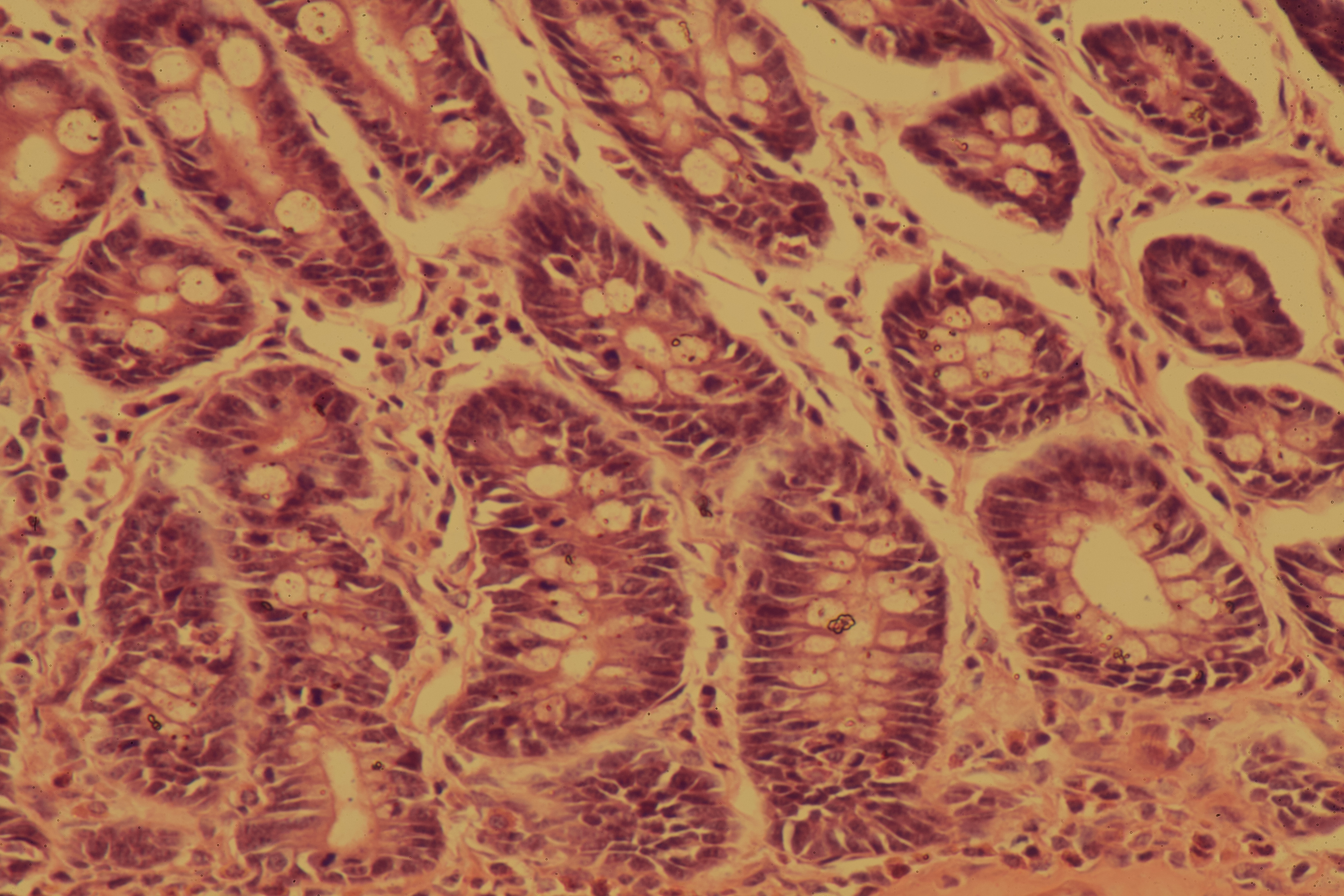 Small Intestine (Dog)