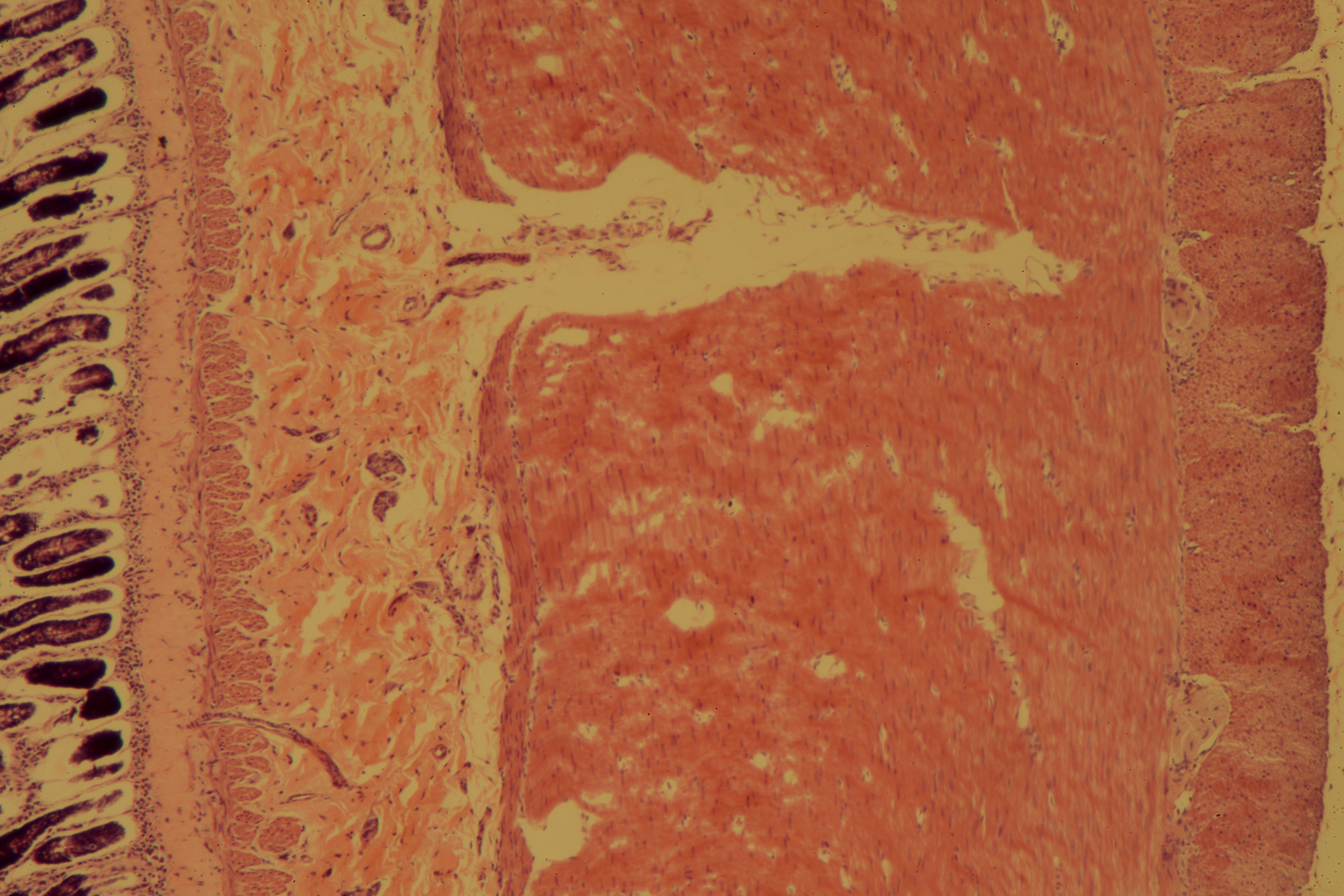 Small Intestine (Dog)