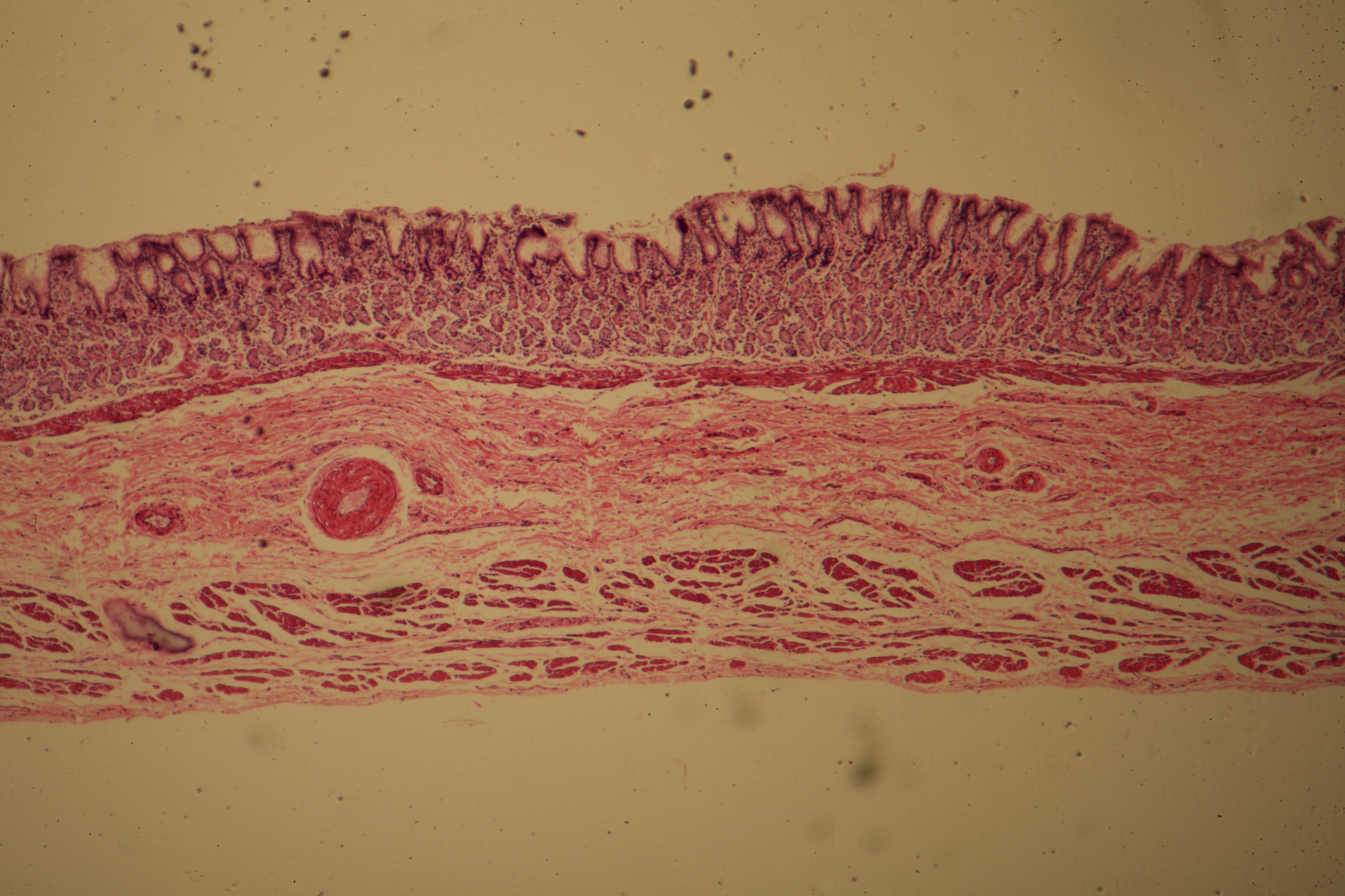 Gastric Mucosa