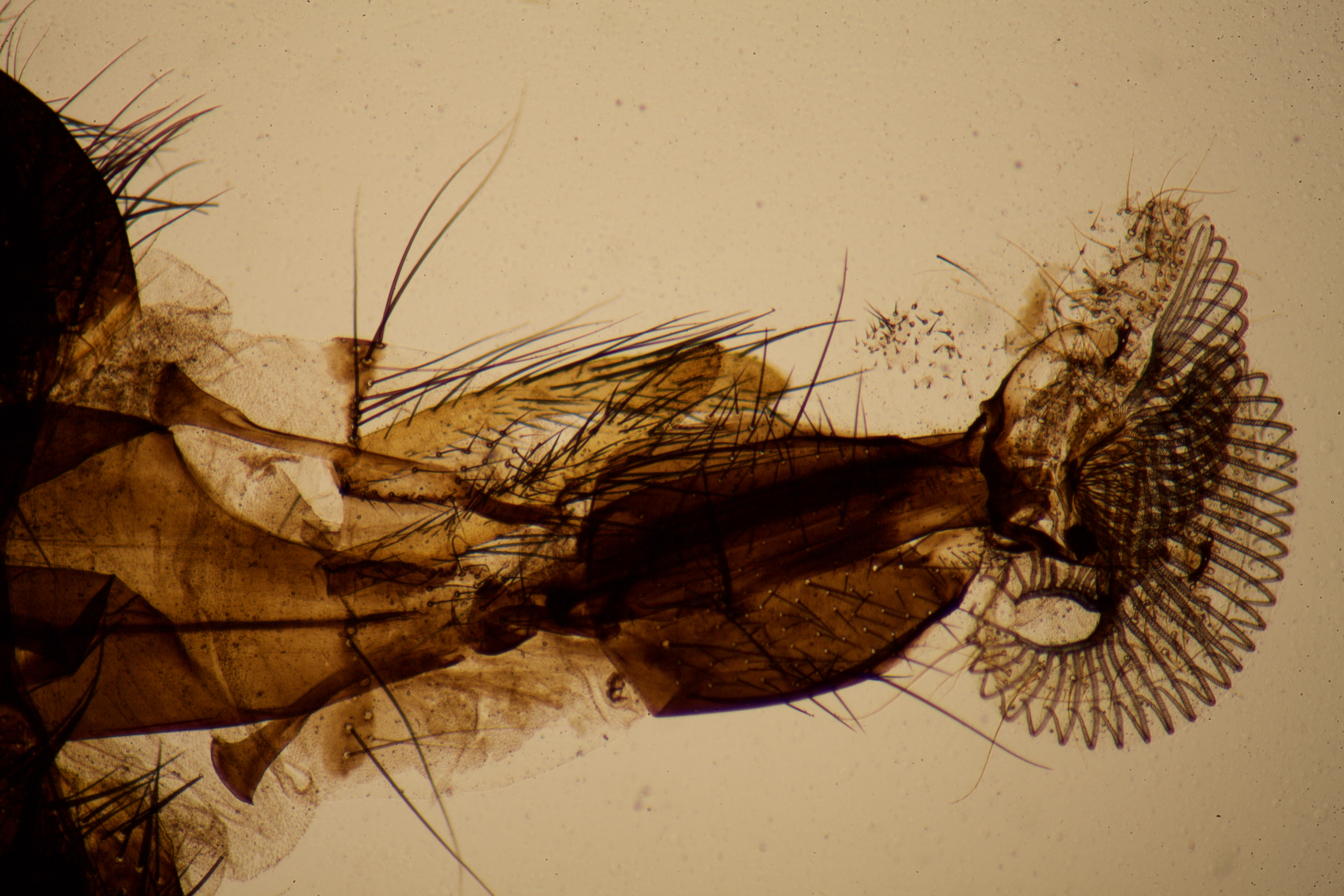 Housefly Proboscis